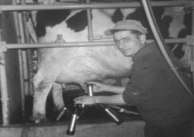 Brother Placid prepares to place a milk machine on a cow in 1966. The Assumption Abbey farm produced milk, beef, pork and other food for the Benedictine community and students attending Abbey Prep School and Assumption College.